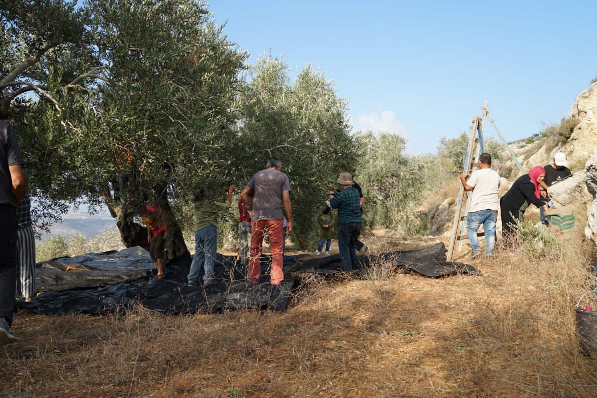 18ème campagne de cueillette des olives en Palestine occupée - Farkha, 19 Octobre