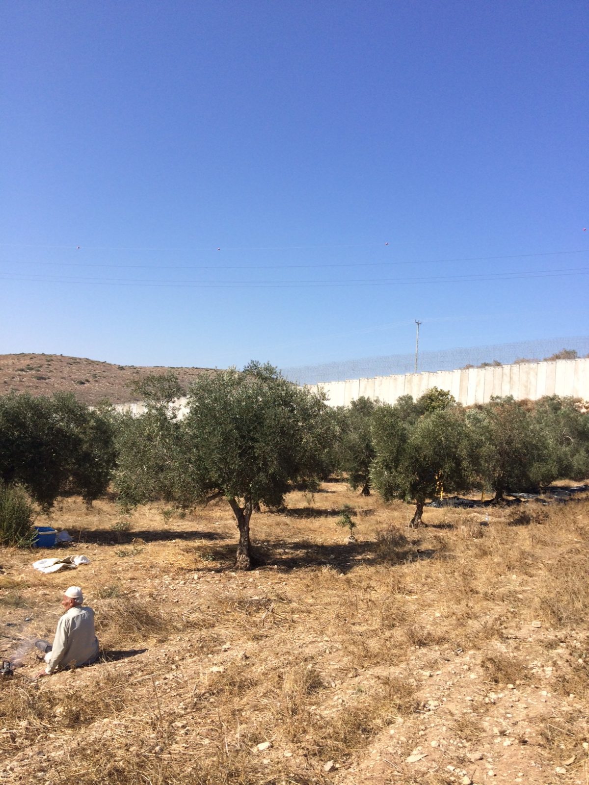 18ème campagne de cueillette des olives en Palestine occupée - Halhul, 20 Octobre