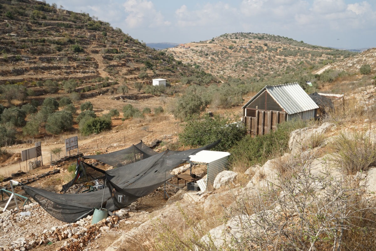 18ème campagne de cueillette des olives en Palestine occupée - Farkha, 21 Octobre